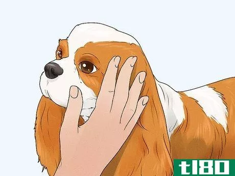 Image titled Identify a Cavalier King Charles Spaniel Step 9