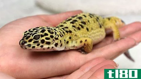 Image titled Have Fun With Your Leopard Gecko Step 8