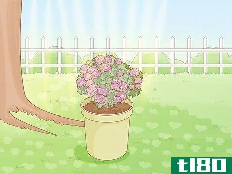 Image titled Grow Hydrangeas in a Pot Step 10
