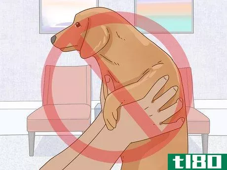 Image titled Hold a Dachshund Properly Step 7