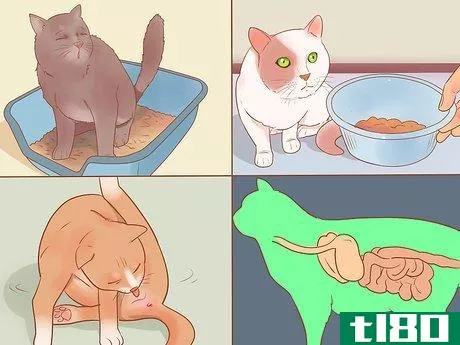 Image titled Know if Your Cat Is Sick Step 20