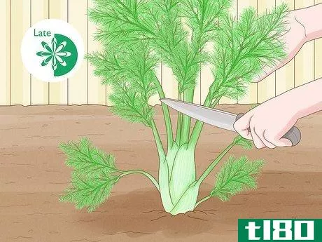 如何何时）收获和保存茴香：分步指南(when) to harvest and preserve fennel: a step-by-step guide)