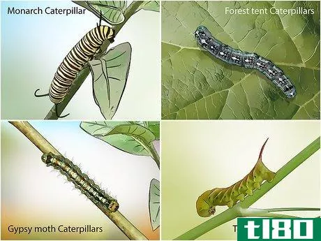Image titled Identify a Caterpillar Step 8