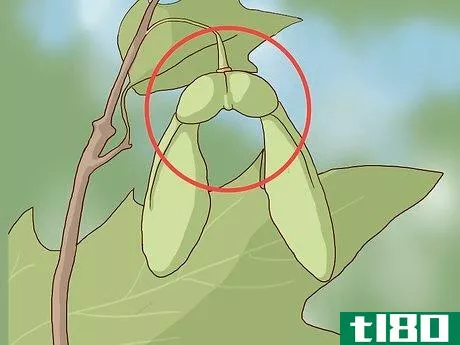 Image titled Identify Sugar Maple Trees Step 12