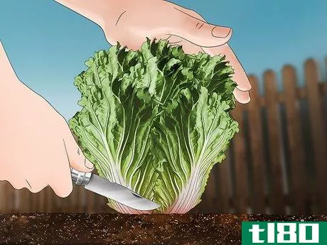 Image titled Grow Napa Cabbage Step 17