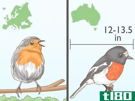 Image titled Identify a European Robin Step 16