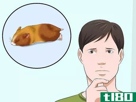 Image titled Get a Hamster out of Hibernation Step 1