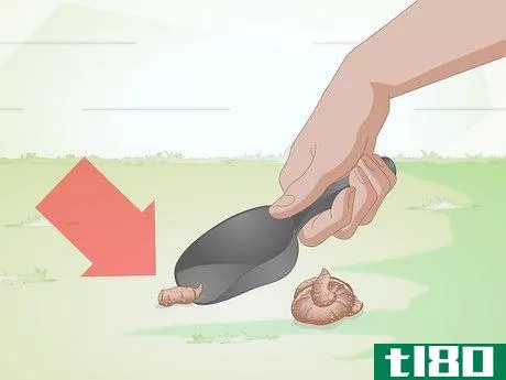 Image titled Get a Fecal Sample from Your Dog Step 3
