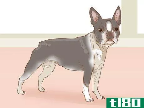 Image titled Identify a Pug Step 19
