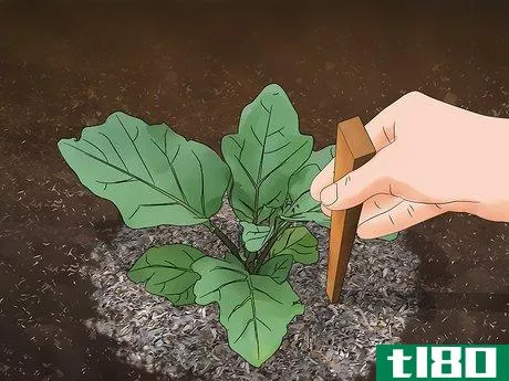 Image titled Grow Eggplant Step 12