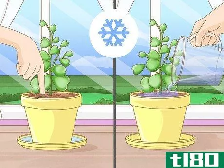 Image titled Get a Hoya Plant to Bloom Step 7