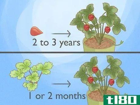 Image titled Grow Hydroponic Strawberries Step 11