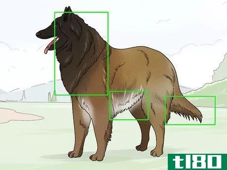 Image titled Identify a Belgian Tervuren Dog Step 9
