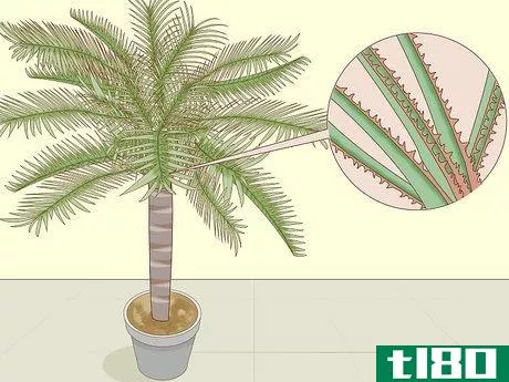 如何识别棕榈树(identify palm trees)