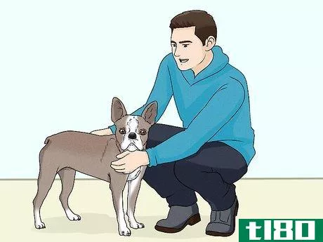 Image titled Identify a Boston Terrier Step 14
