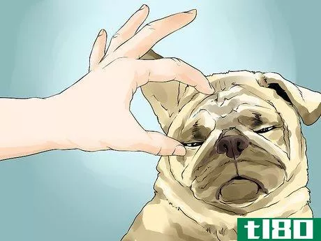 Image titled Groom Pugs Step 1
