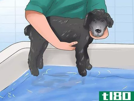 Image titled Groom a Longhair Dog Step 6