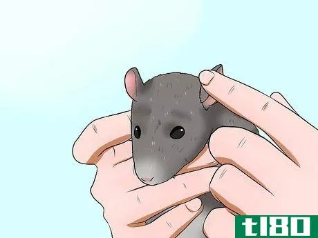 Image titled Keep a Pet Rat Clean Step 5