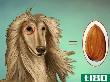 Image titled Identify an Afghan Hound Step 5