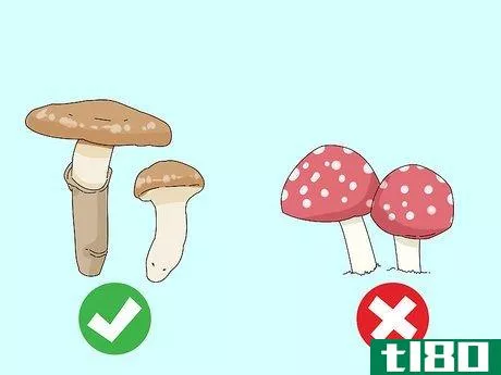 Image titled Identify Edible Mushrooms Step 2