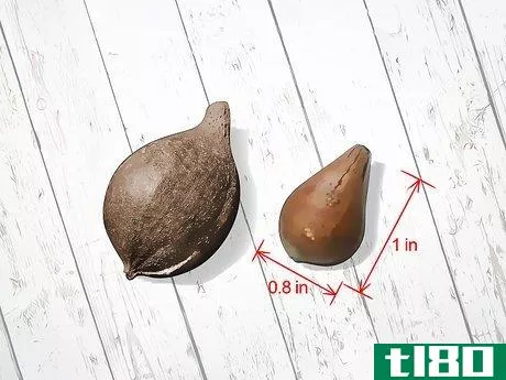 Image titled Identify Hickory Nuts Step 10