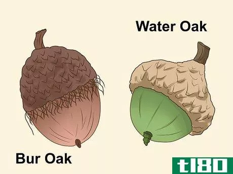 Image titled Identify Oaks by the Acorns Step 10