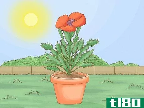 如何种植东方罂粟(grow oriental poppies)
