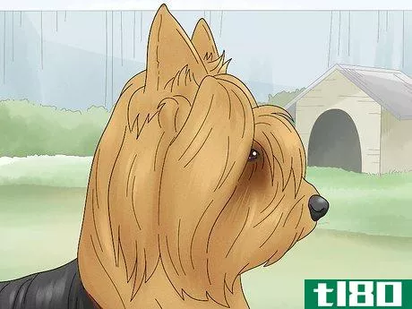 Image titled Identify a Silky Terrier Step 2