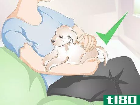 Image titled Get to Know Your Puppy Step 10