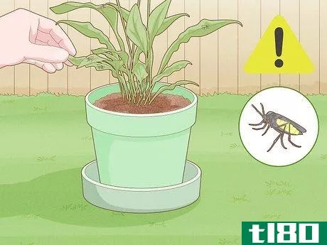 Image titled Get Rid of Gnats in Houseplants Step 13