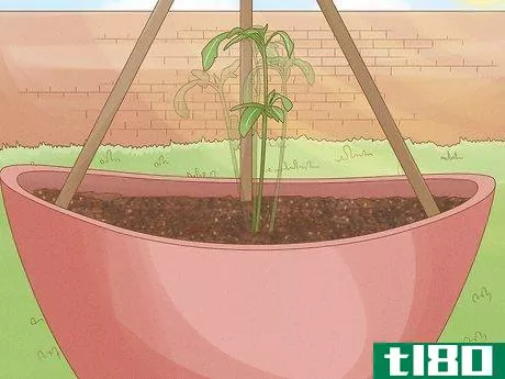 Image titled Grow Cucumbers in Pots Step 17