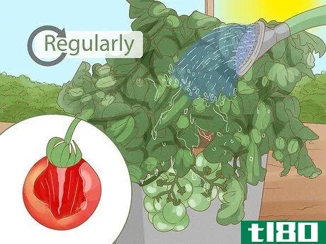 Image titled Grow Tomatoes in Pots Step 16