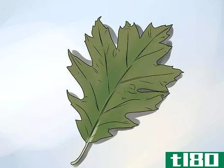 Image titled Identify Oak Leaves Step 14