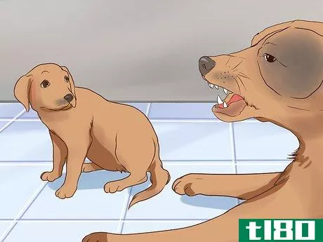 Image titled Introduce a Puppy to a Senior Dog Step 12