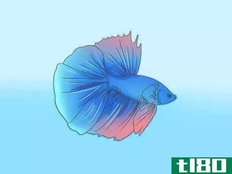 Image titled Grow a Bond With Your Betta Fish Step 1