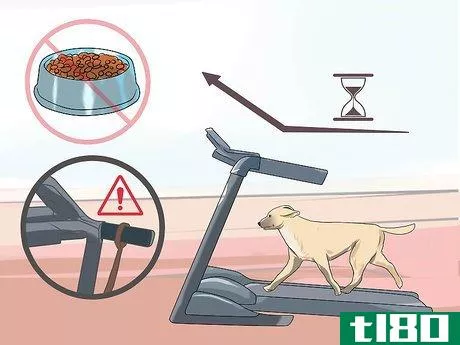 Image titled Get a Dog to Use a Treadmill Step 10