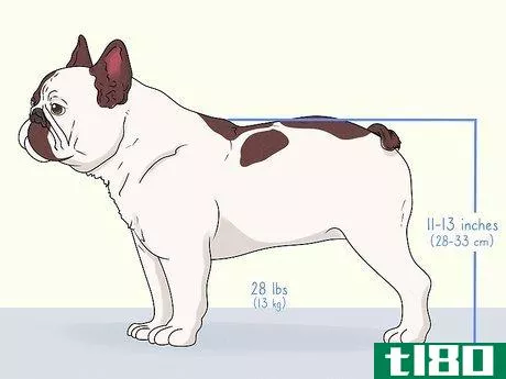 Image titled Identify a French Bulldog Step 1