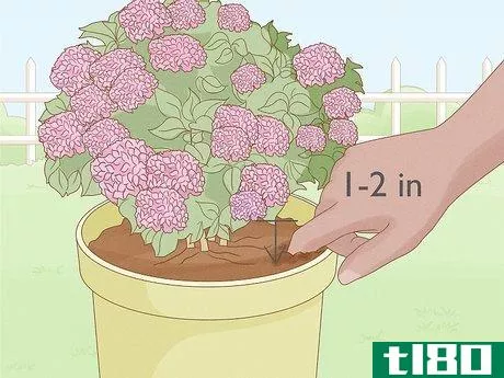 Image titled Grow Hydrangeas in a Pot Step 11
