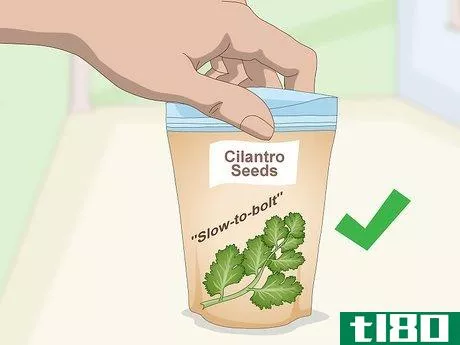 Image titled Grow Cilantro Indoors Step 1