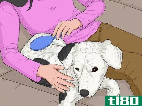 Image titled Hang Out with Your Dog Step 4
