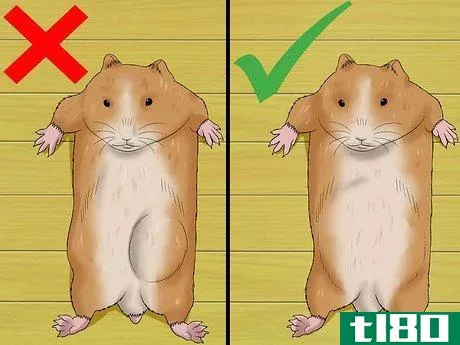 Image titled Know when Your Hamster Is Pregnant Step 4