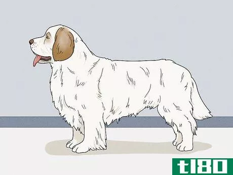 Image titled Identify a Clumber Spaniel Step 7
