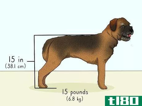 Image titled Identify a Border Terrier Step 1