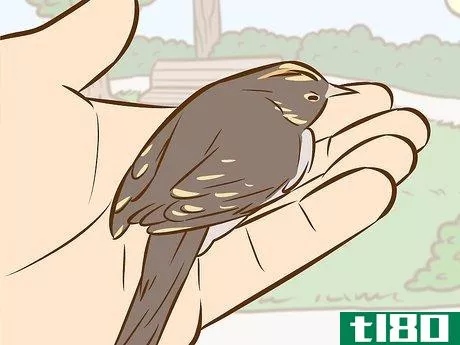 Image titled Help a Baby Bird That Has Fallen Out of a Nest Step 3