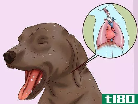 Image titled Identify Different Dog Worms Step 10