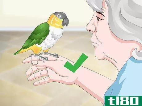 Image titled Handle Your Caique Parrot Step 9