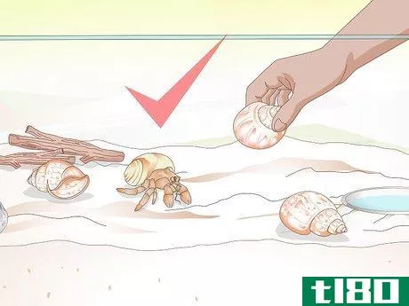 Image titled Help a Hermit Crab Change Shells Step 11