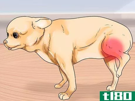 Image titled Help Dogs with Joint Problems and Stiffness Step 3