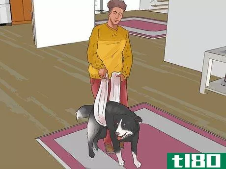 Image titled Help a Female Dog Who Is Injured Urinate Step 3