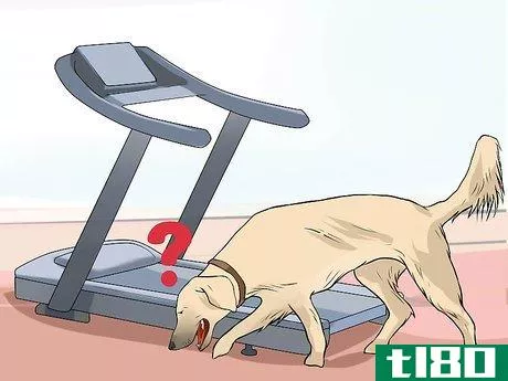 Image titled Get a Dog to Use a Treadmill Step 2